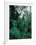 Lobelia plants in rainforest, Kenya, Northern Africa, Africa-Winfried Wisniewski-Framed Photographic Print