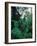 Lobelia plants in rainforest, Kenya, Northern Africa, Africa-Winfried Wisniewski-Framed Photographic Print