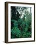 Lobelia plants in rainforest, Kenya, Northern Africa, Africa-Winfried Wisniewski-Framed Photographic Print