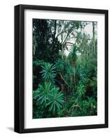 Lobelia plants in rainforest, Kenya, Northern Africa, Africa-Winfried Wisniewski-Framed Photographic Print