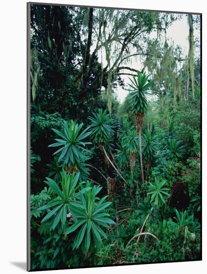 Lobelia plants in rainforest, Kenya, Northern Africa, Africa-Winfried Wisniewski-Mounted Photographic Print