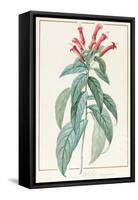Lobelia Surinamensis-Pierre Joseph Redoute-Framed Stretched Canvas