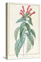 Lobelia Surinamensis-Pierre Joseph Redoute-Stretched Canvas