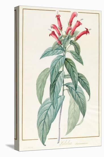 Lobelia Surinamensis-Pierre Joseph Redoute-Stretched Canvas