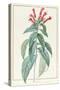 Lobelia Surinamensis-Pierre Joseph Redoute-Stretched Canvas