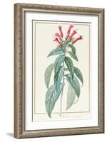 Lobelia Surinamensis-Pierre Joseph Redoute-Framed Giclee Print