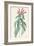 Lobelia Surinamensis-Pierre Joseph Redoute-Framed Giclee Print