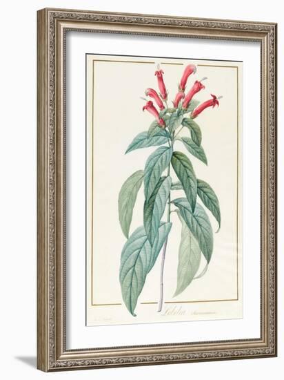 Lobelia Surinamensis-Pierre Joseph Redoute-Framed Giclee Print