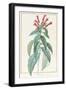 Lobelia Surinamensis-Pierre Joseph Redoute-Framed Giclee Print