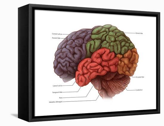 Lobes of the Brain-Evan Oto-Framed Stretched Canvas