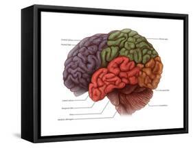 Lobes of the Brain-Evan Oto-Framed Stretched Canvas