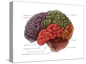 Lobes of the Brain-Evan Oto-Stretched Canvas