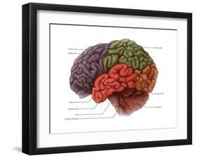 Lobes of the Brain-Evan Oto-Framed Art Print