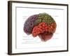 Lobes of the Brain-Evan Oto-Framed Art Print