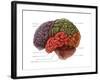 Lobes of the Brain-Evan Oto-Framed Art Print