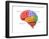 Lobes of the Brain-Evan Oto-Framed Art Print