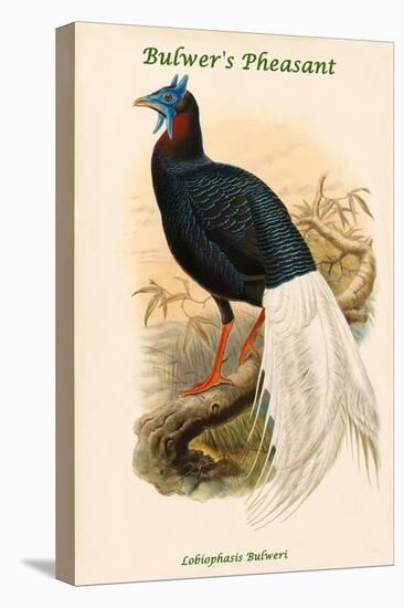 Lobiophasis Bulweri - Bulwer's Pheasant-John Gould-Stretched Canvas