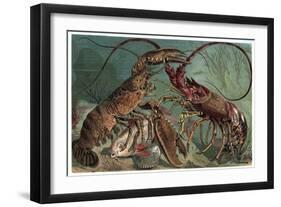 Lobster and Spiny Lobster by Alfred Edmund Brehm-Stefano Bianchetti-Framed Giclee Print