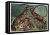 Lobster and Spiny Lobster by Alfred Edmund Brehm-Stefano Bianchetti-Framed Stretched Canvas