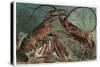 Lobster and Spiny Lobster by Alfred Edmund Brehm-Stefano Bianchetti-Stretched Canvas