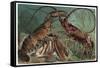 Lobster and Spiny Lobster by Alfred Edmund Brehm-Stefano Bianchetti-Framed Stretched Canvas