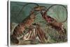 Lobster and Spiny Lobster by Alfred Edmund Brehm-Stefano Bianchetti-Stretched Canvas