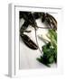 Lobster, Asparagus, Sorrel, Watercress, Mangetout-Eising Studio - Food Photo and Video-Framed Photographic Print