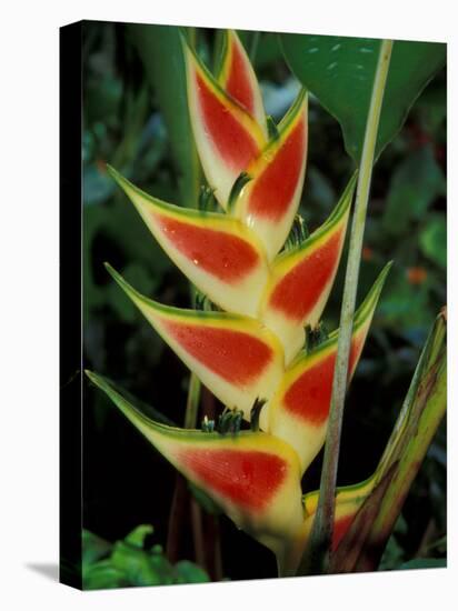 Lobster Claw, Roseau, Dominica-David Herbig-Stretched Canvas