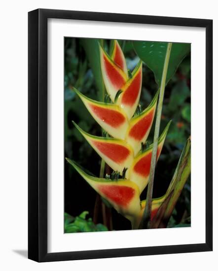 Lobster Claw, Roseau, Dominica-David Herbig-Framed Photographic Print