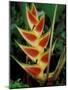 Lobster Claw, Roseau, Dominica-David Herbig-Mounted Photographic Print