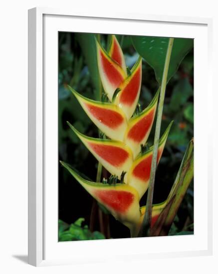 Lobster Claw, Roseau, Dominica-David Herbig-Framed Photographic Print