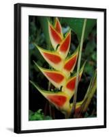 Lobster Claw, Roseau, Dominica-David Herbig-Framed Photographic Print