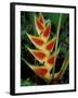 Lobster Claw, Roseau, Dominica-David Herbig-Framed Photographic Print