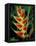 Lobster Claw, Roseau, Dominica-David Herbig-Framed Stretched Canvas