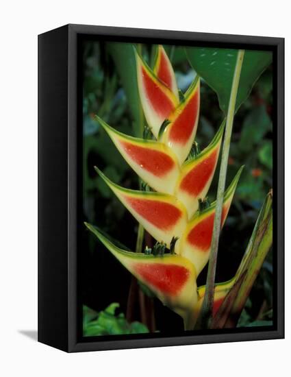 Lobster Claw, Roseau, Dominica-David Herbig-Framed Stretched Canvas