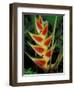 Lobster Claw, Roseau, Dominica-David Herbig-Framed Photographic Print