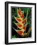 Lobster Claw, Roseau, Dominica-David Herbig-Framed Photographic Print