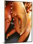 Lobster Claws-Winfried Heinze-Mounted Photographic Print