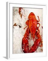 Lobster For Sale in Alma, New Brunswick, Canada, North America-Michael DeFreitas-Framed Photographic Print