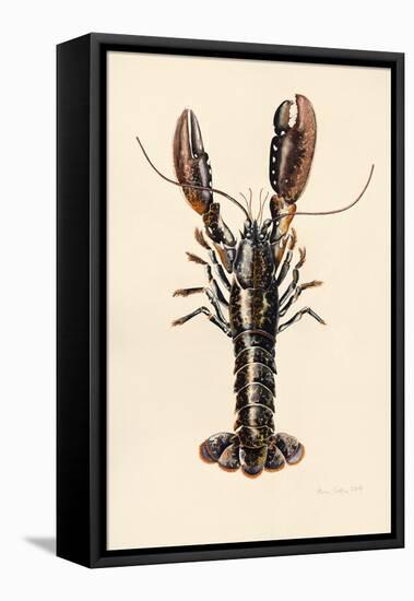 Lobster from Solva, 2014-Alison Cooper-Framed Stretched Canvas