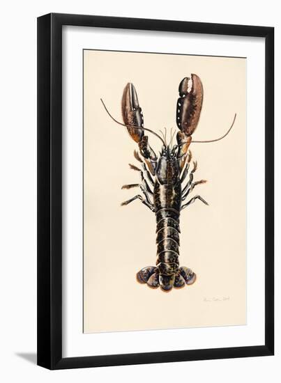 Lobster from Solva, 2014-Alison Cooper-Framed Giclee Print