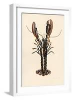 Lobster from Solva, 2014-Alison Cooper-Framed Giclee Print