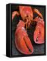 Lobster (Homarus Americanus)-Nico Tondini-Framed Stretched Canvas