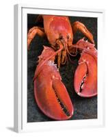 Lobster (Homarus Americanus)-Nico Tondini-Framed Premium Photographic Print