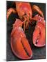 Lobster (Homarus Americanus)-Nico Tondini-Mounted Photographic Print