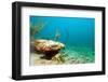 Lobster in Ocean-ftlaudgirl-Framed Photographic Print