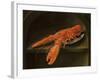 Lobster on a Delft Dish-Charles Collins-Framed Giclee Print