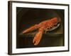 Lobster on a Delft Dish-Charles Collins-Framed Giclee Print