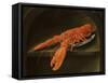 Lobster on a Delft Dish-Charles Collins-Framed Stretched Canvas