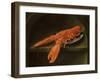 Lobster on a Delft Dish-Charles Collins-Framed Giclee Print